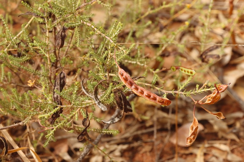 Acacia galioides photo 5