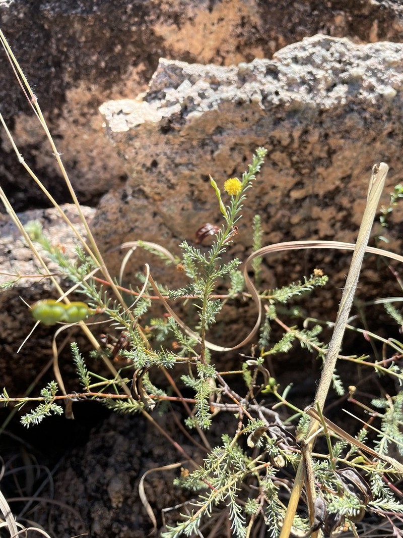 Acacia galioides photo 6
