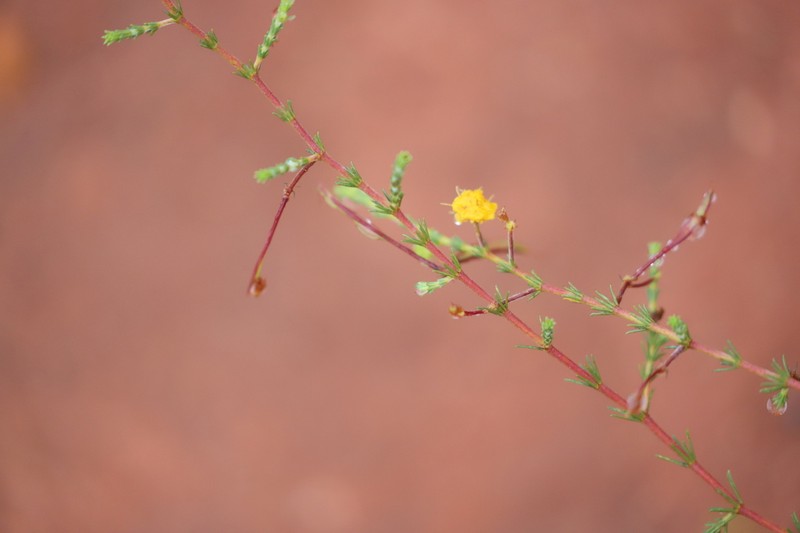 Acacia galioides photo 7