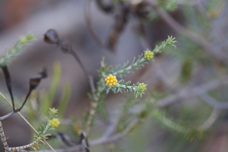 Acacia galioides photo 8