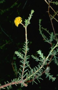 Acacia galioides