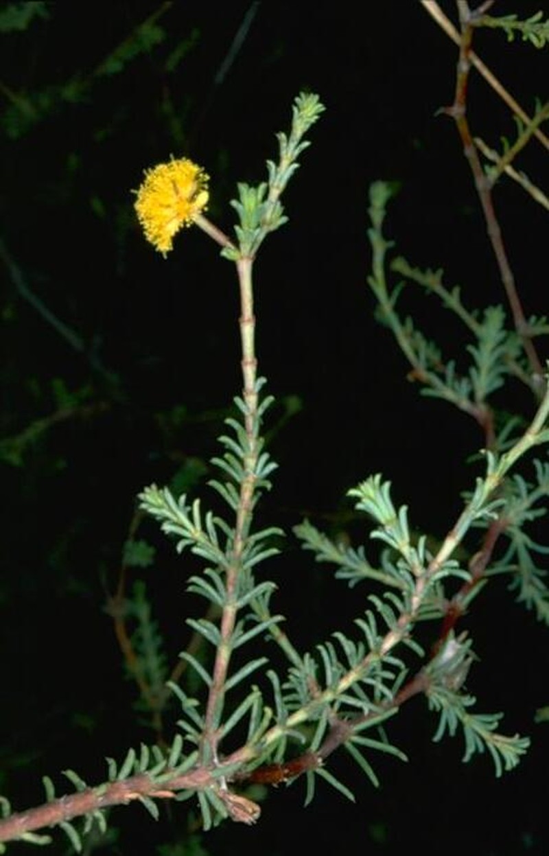 Acacia galioides