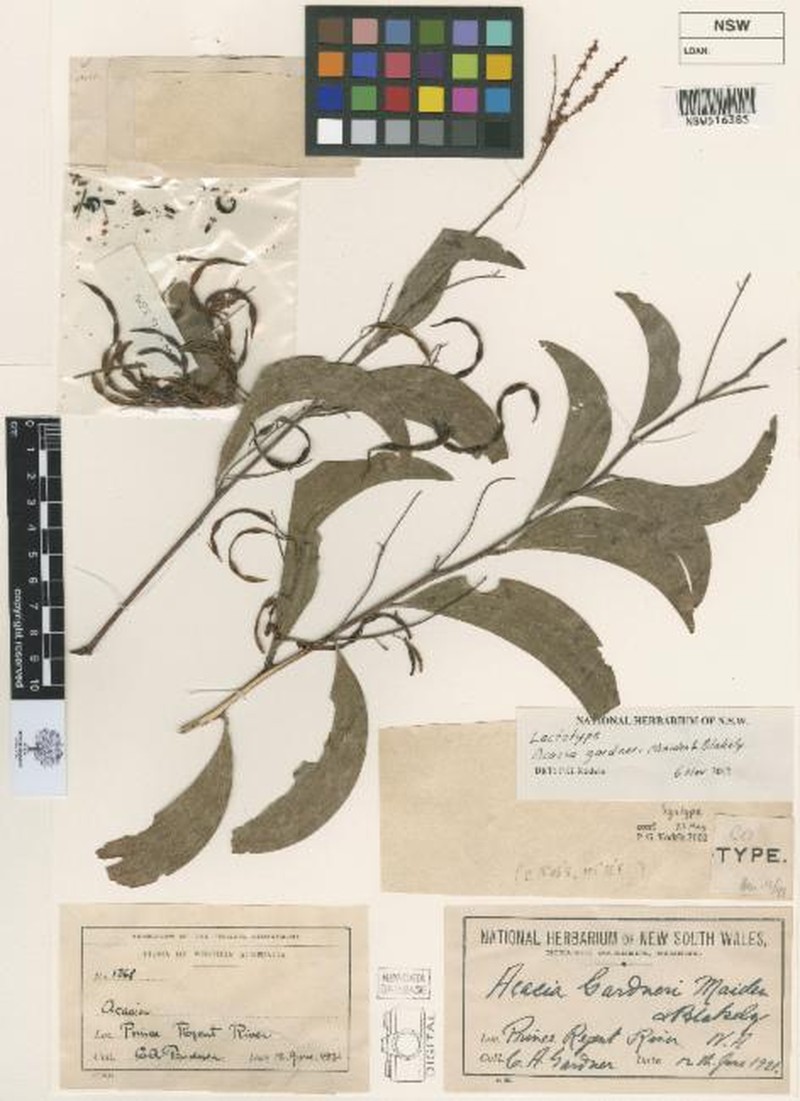 Acacia gardneri photo 5
