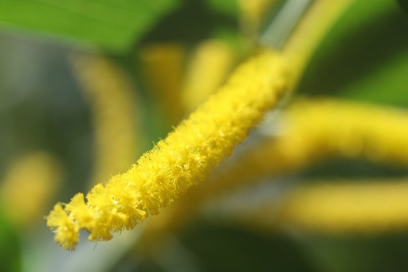 Acacia gardneri photo 2