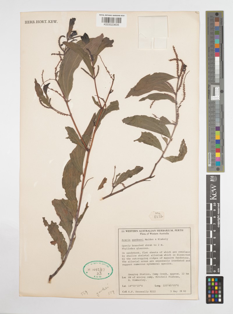 Acacia gardneri photo 4