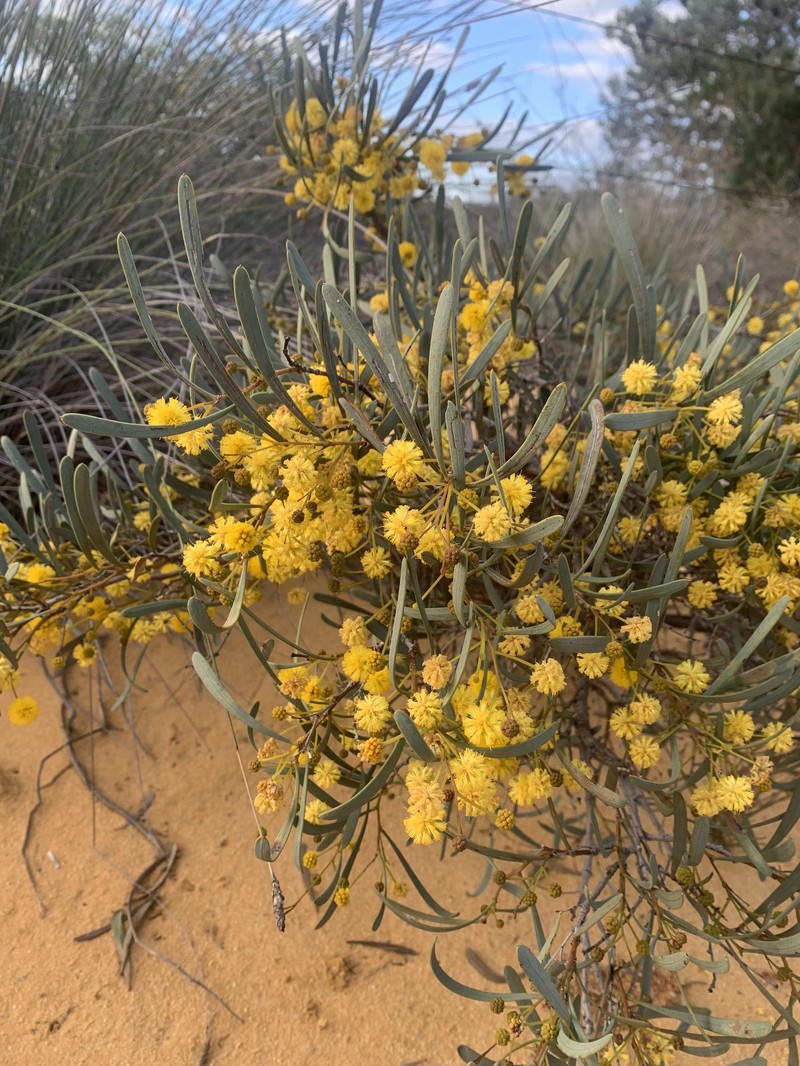 Acacia gelasina photo 3