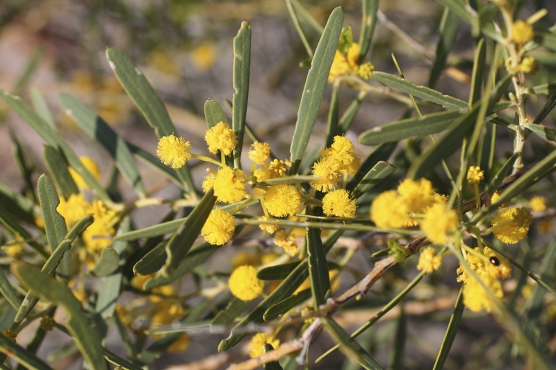Acacia gelasina