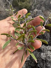 Acacia gemina