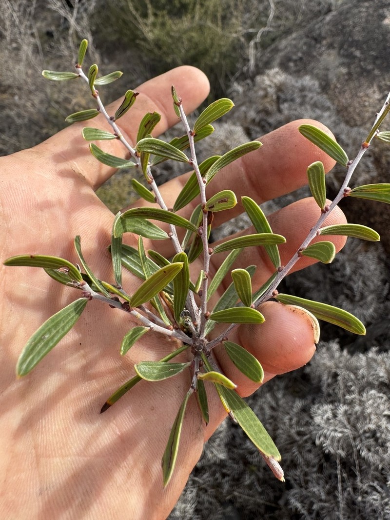 Acacia gemina