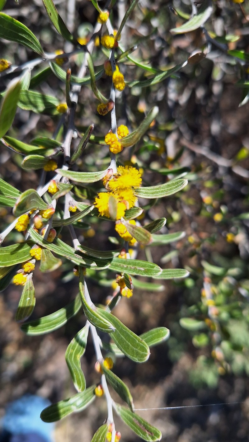 Acacia gemina photo 5