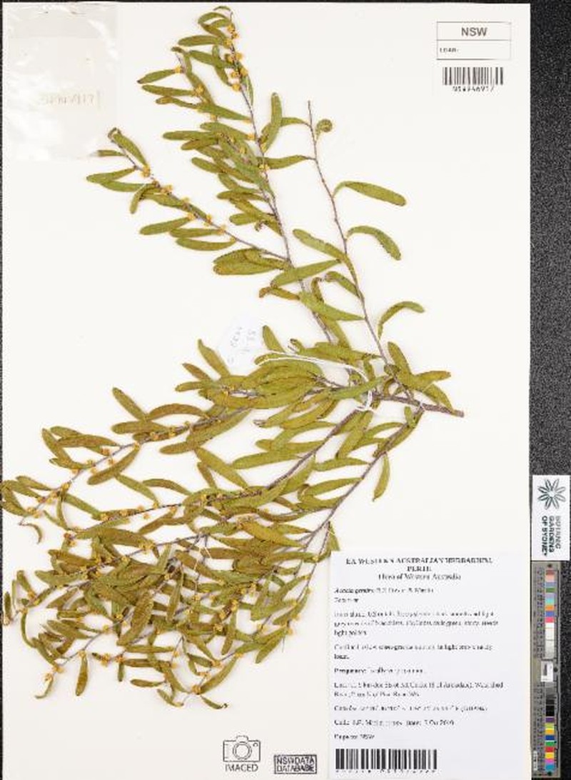 Acacia gemina photo 6