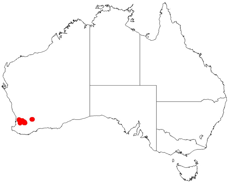 Acacia gemina