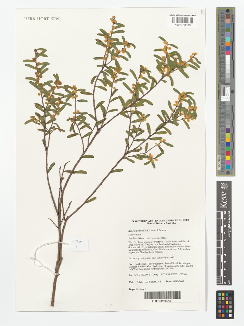 Acacia gemina photo 2
