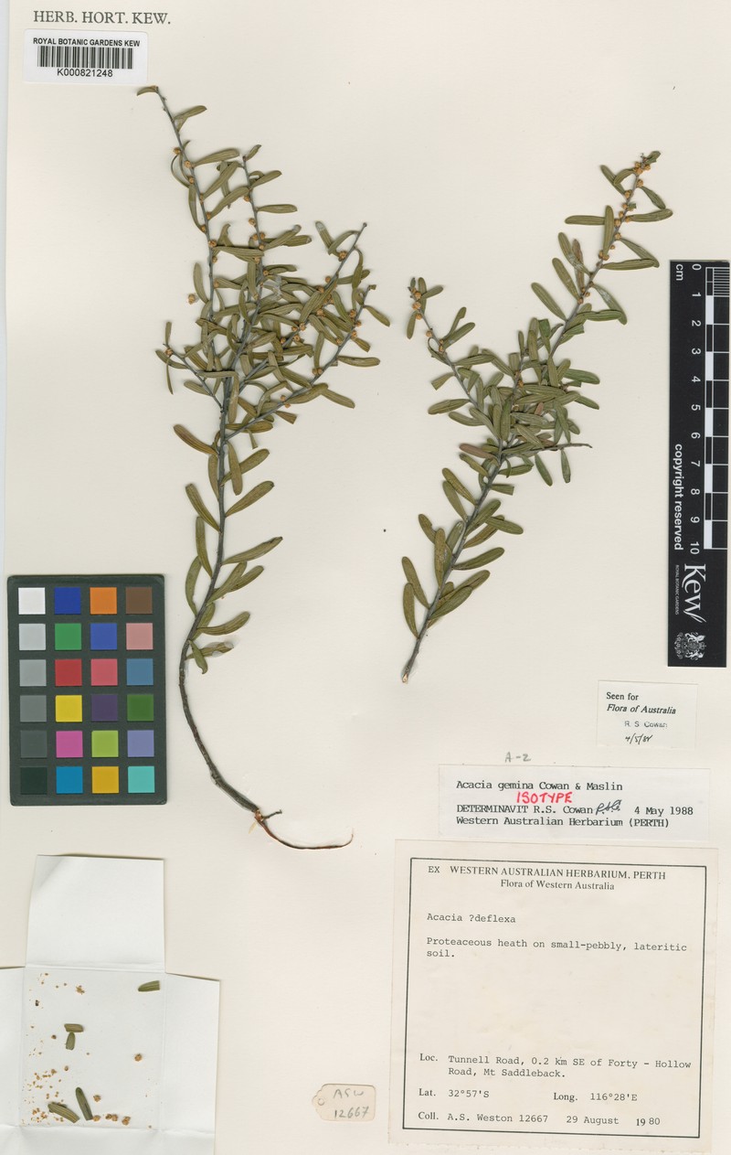 Acacia gemina photo 3