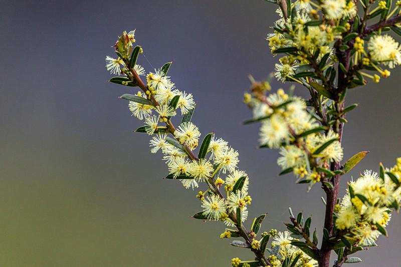 Early Wattle photo 3