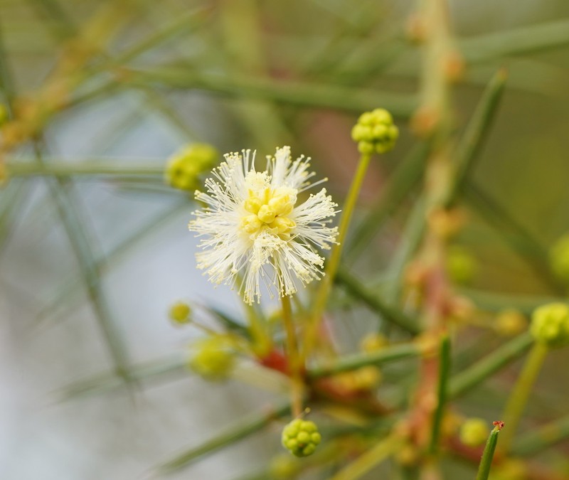 Early Wattle photo 4