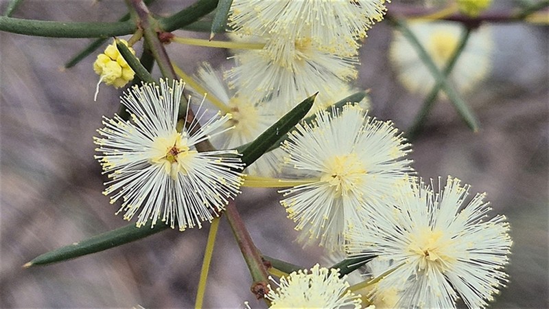 Early Wattle photo 5