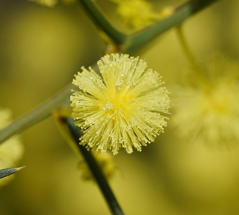 Early Wattle photo 6