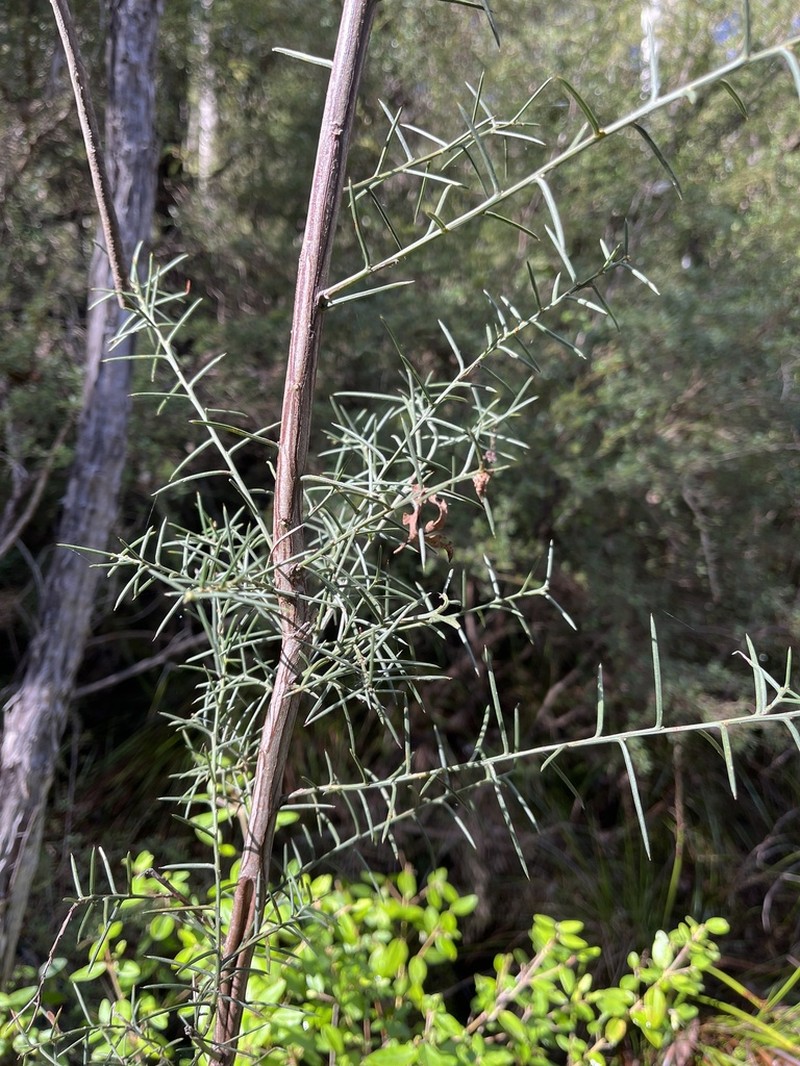Early Wattle photo 7