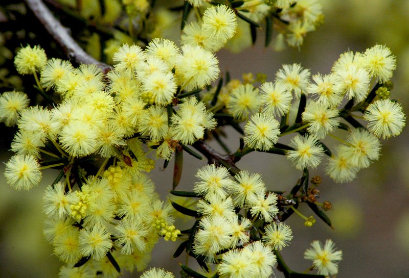 Early Wattle