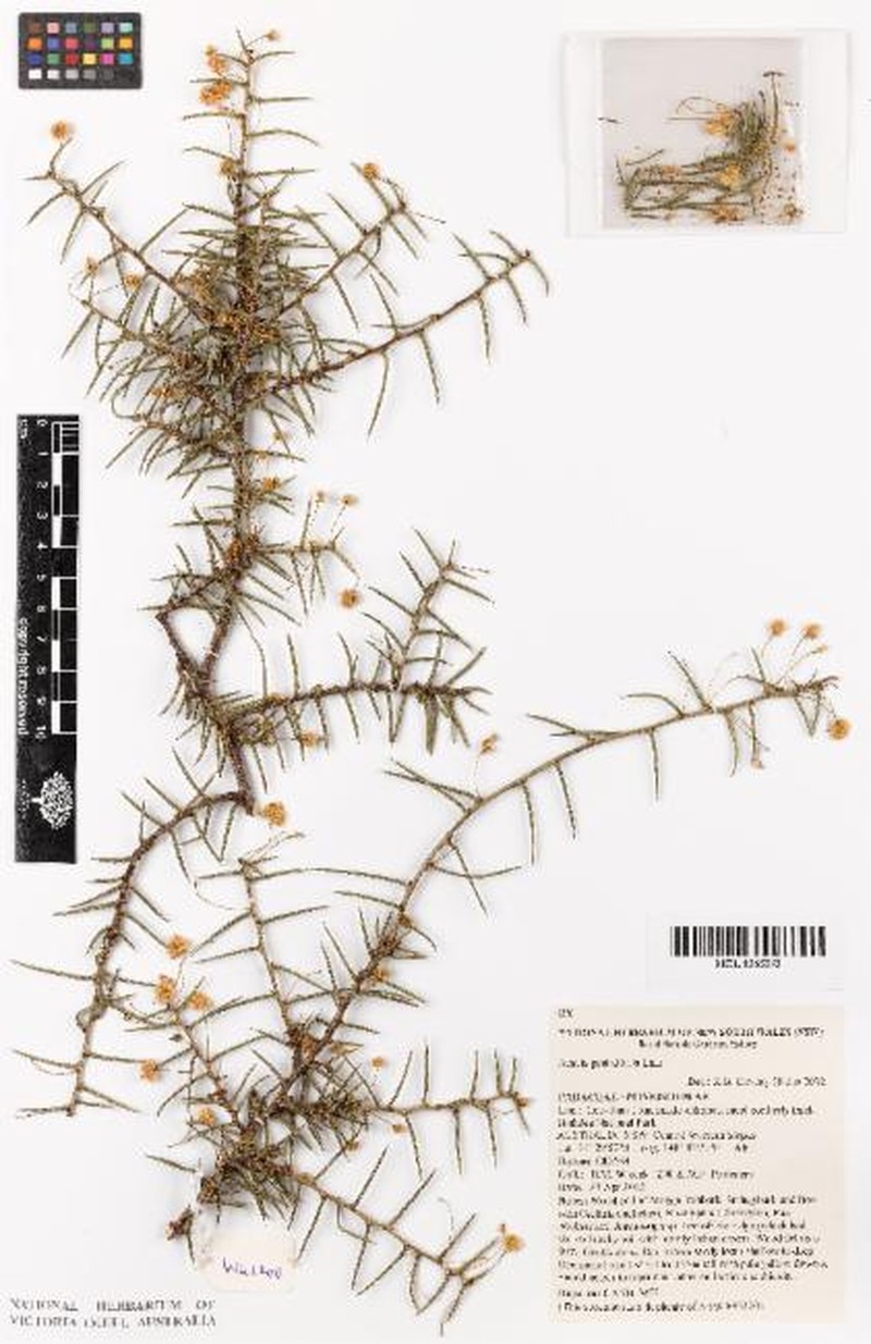 Acacia genistifolia subsp. genistifolia