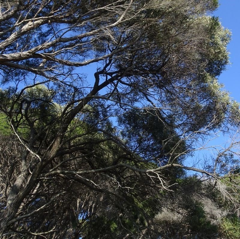 Acacia georgensis photo 2