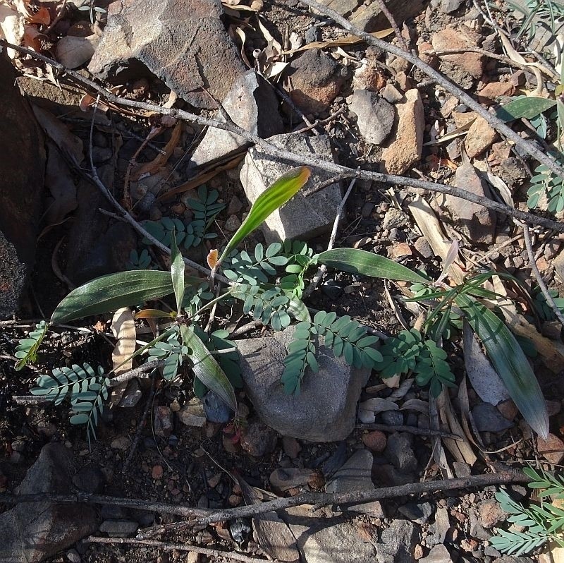 Acacia georgensis photo 3