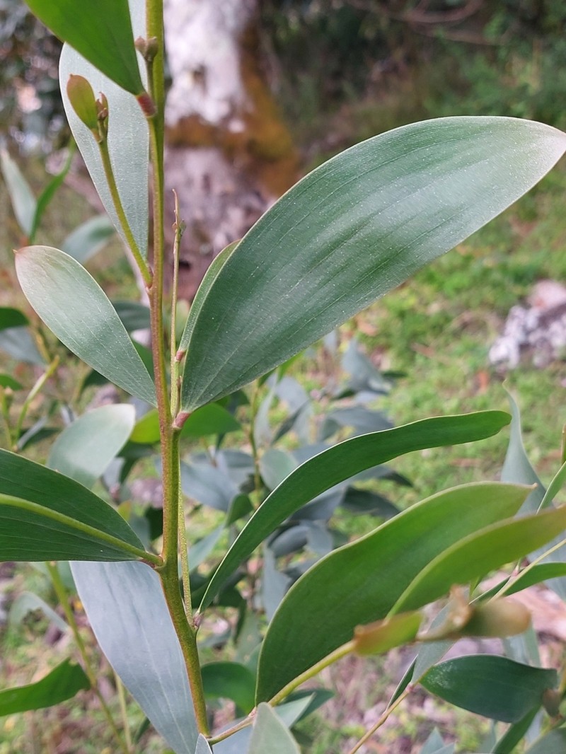 Acacia georgensis photo 4