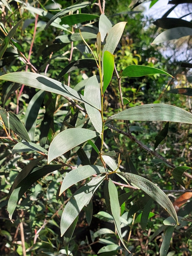 Acacia georgensis photo 5