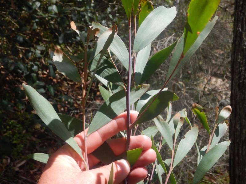 Acacia georgensis photo 6