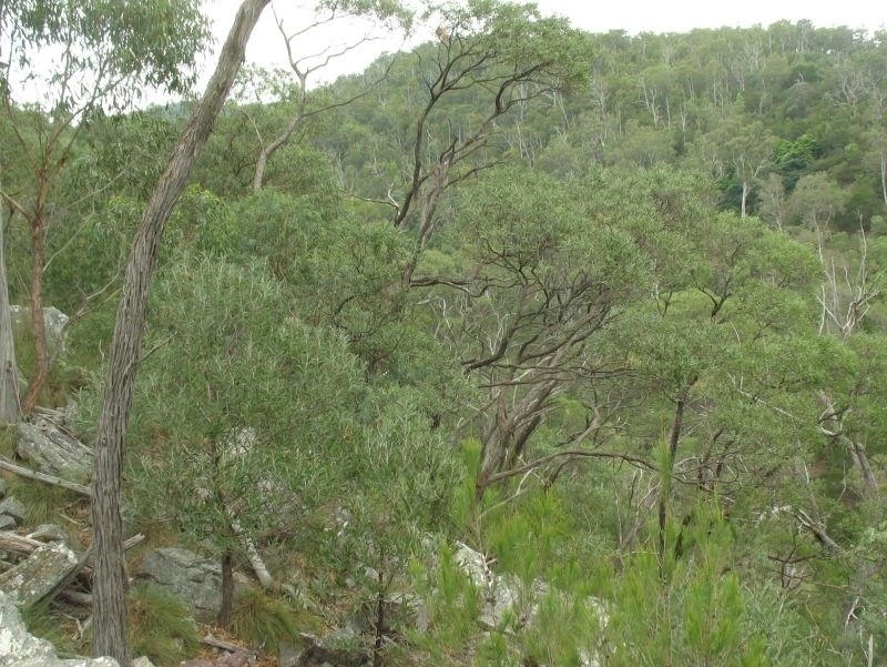 Acacia georgensis photo 7