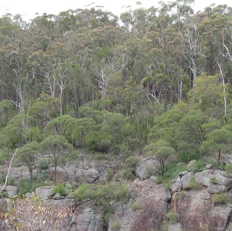 Acacia georgensis photo 8