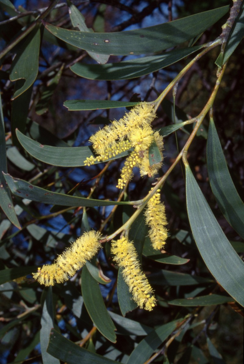 Acacia georgensis