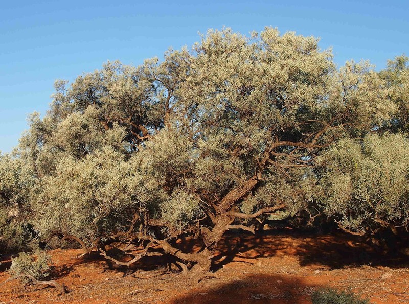 Acacia georginae