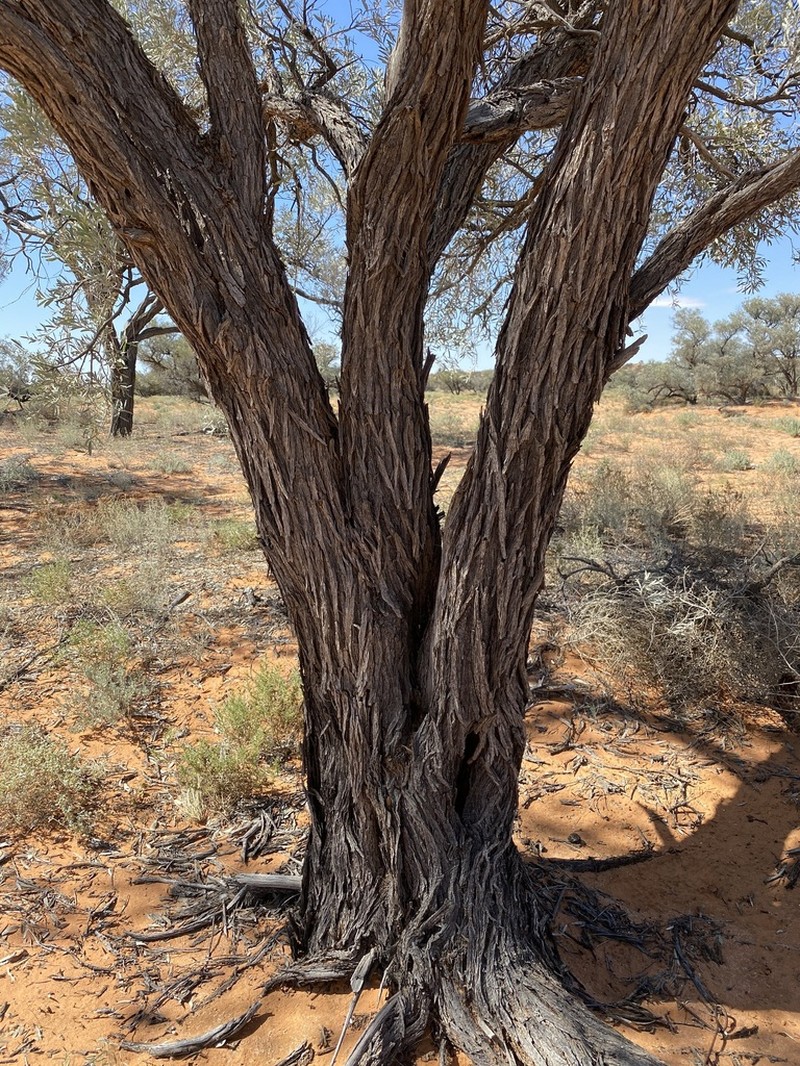 Acacia georginae photo 2