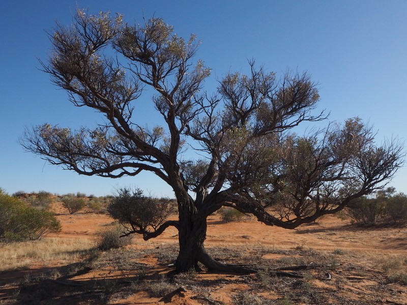 Acacia georginae photo 3