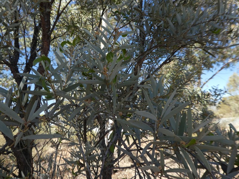 Acacia georginae photo 4