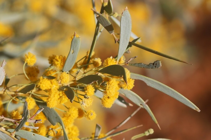 Acacia georginae photo 5