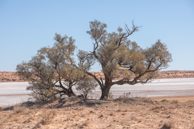 Acacia georginae photo 6