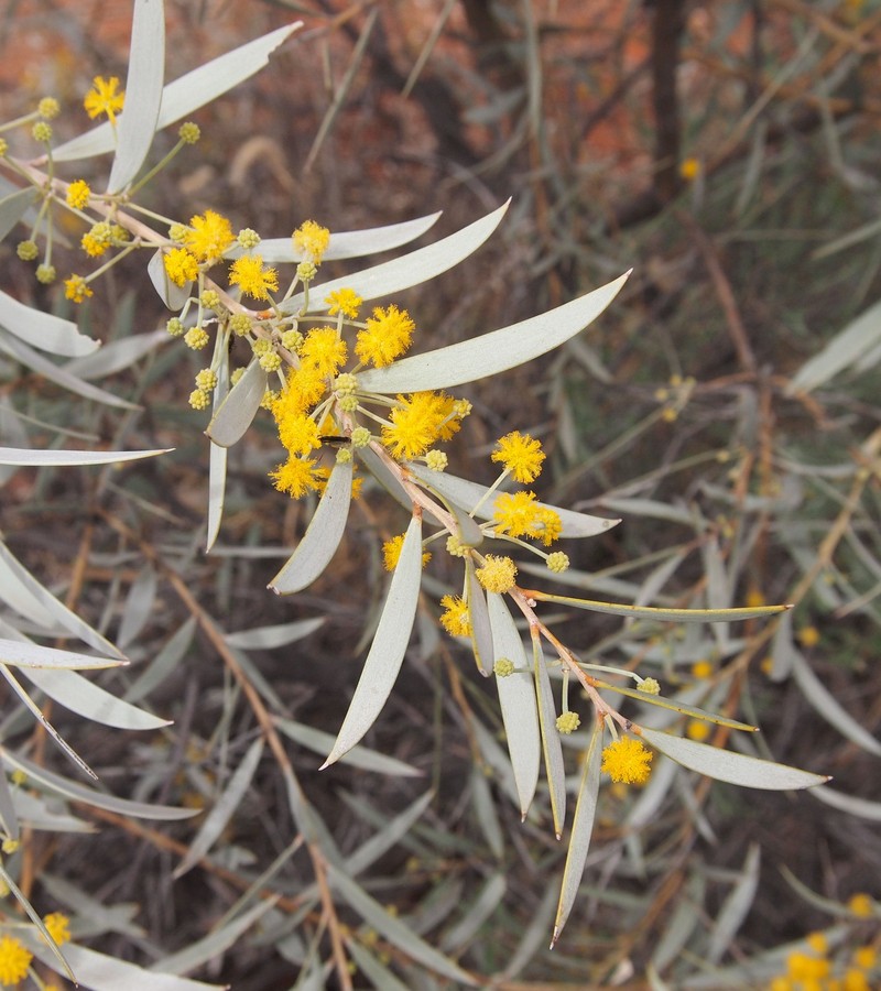 Acacia georginae photo 7