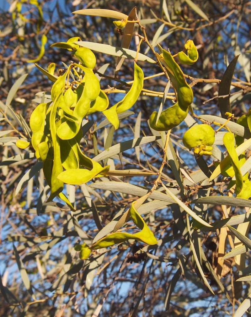 Acacia georginae photo 8