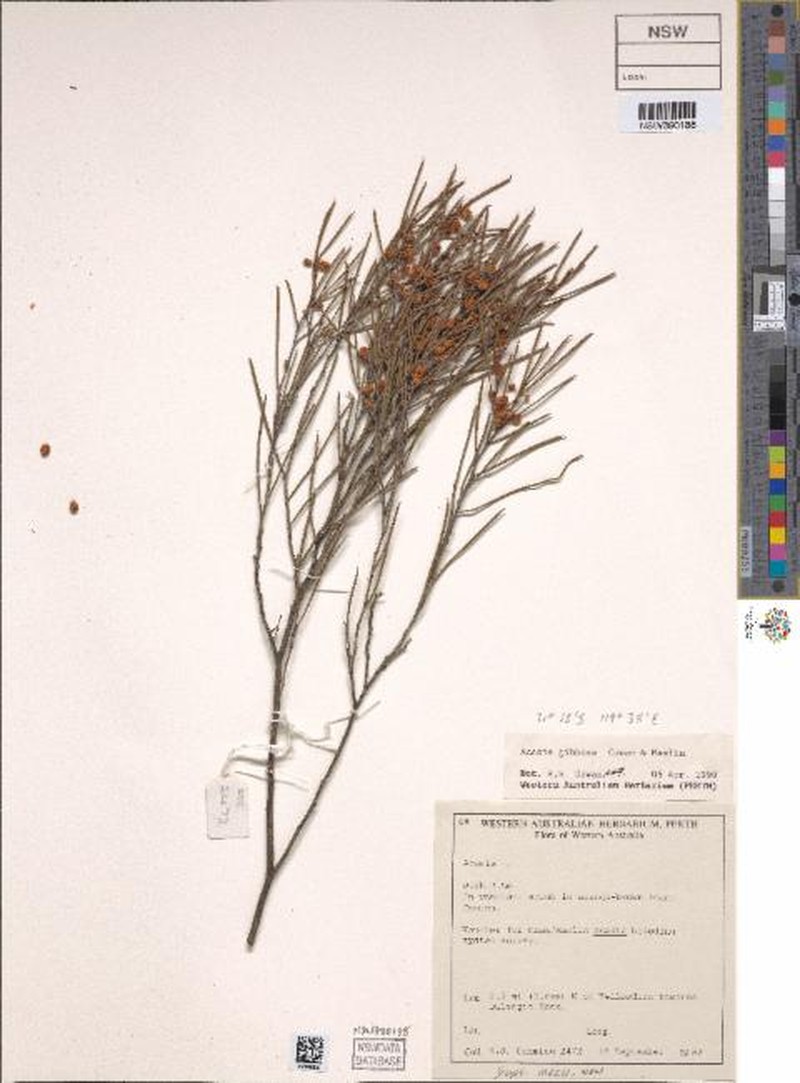 Acacia gibbosa