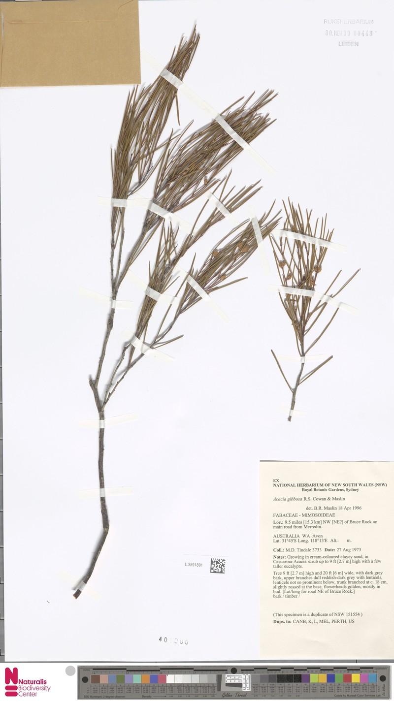 Acacia gibbosa photo 2