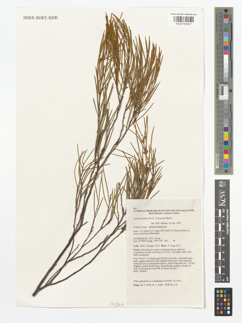 Acacia gibbosa photo 3