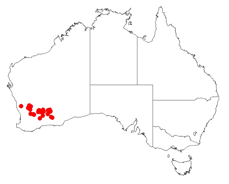 Acacia gibbosa