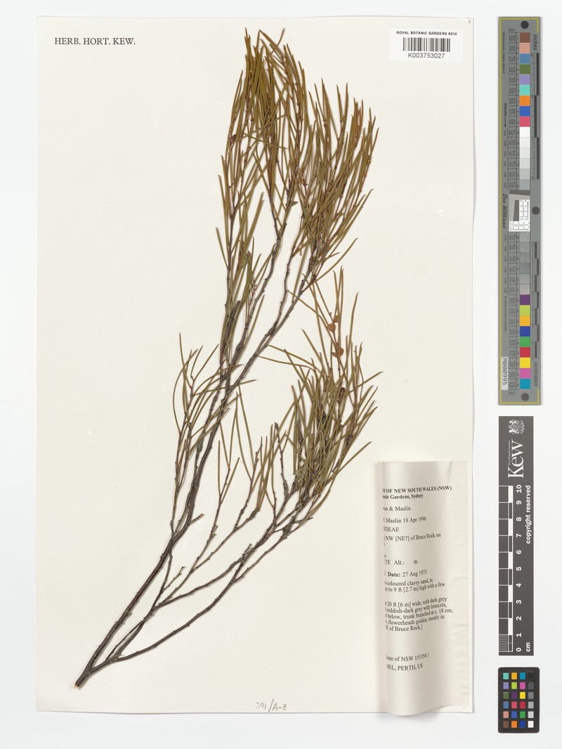 Acacia gibbosa photo 2