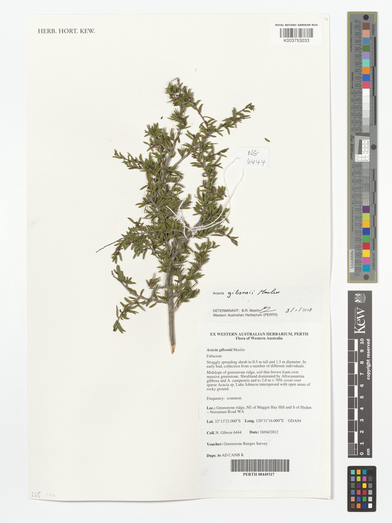 Acacia gibsonii