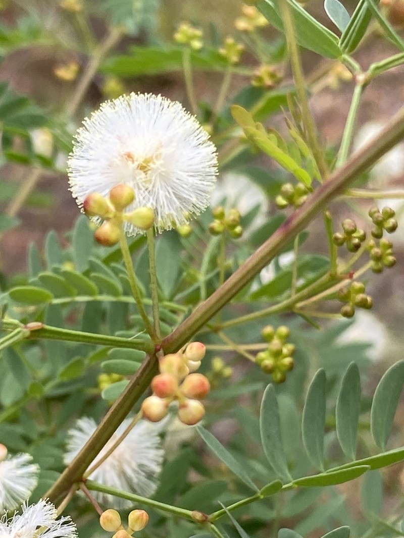 Acacia gilbertii photo 2