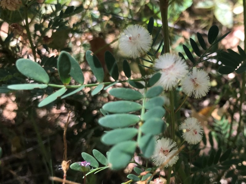 Acacia gilbertii photo 3