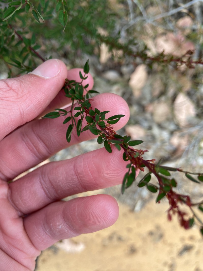 Acacia gilbertii photo 4